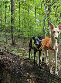 Adventure Unleashed Dog Training