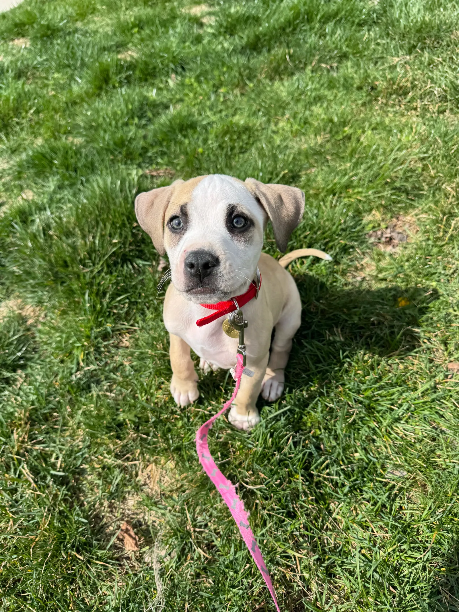 Brittanys K9 Training LLC