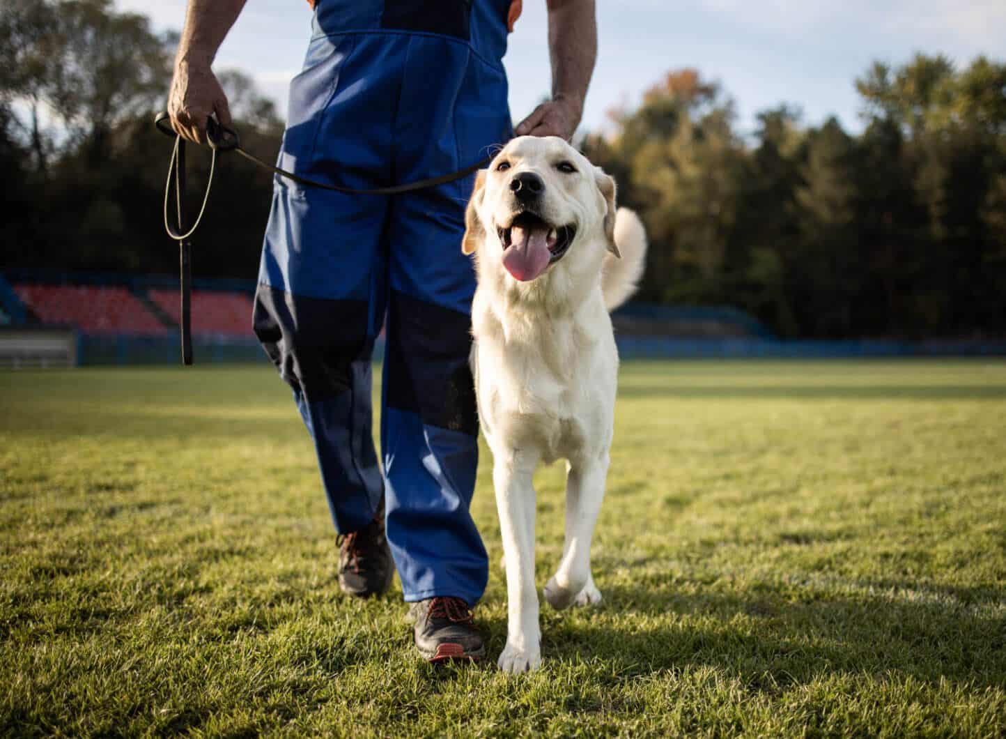 Canine Academy Columbus