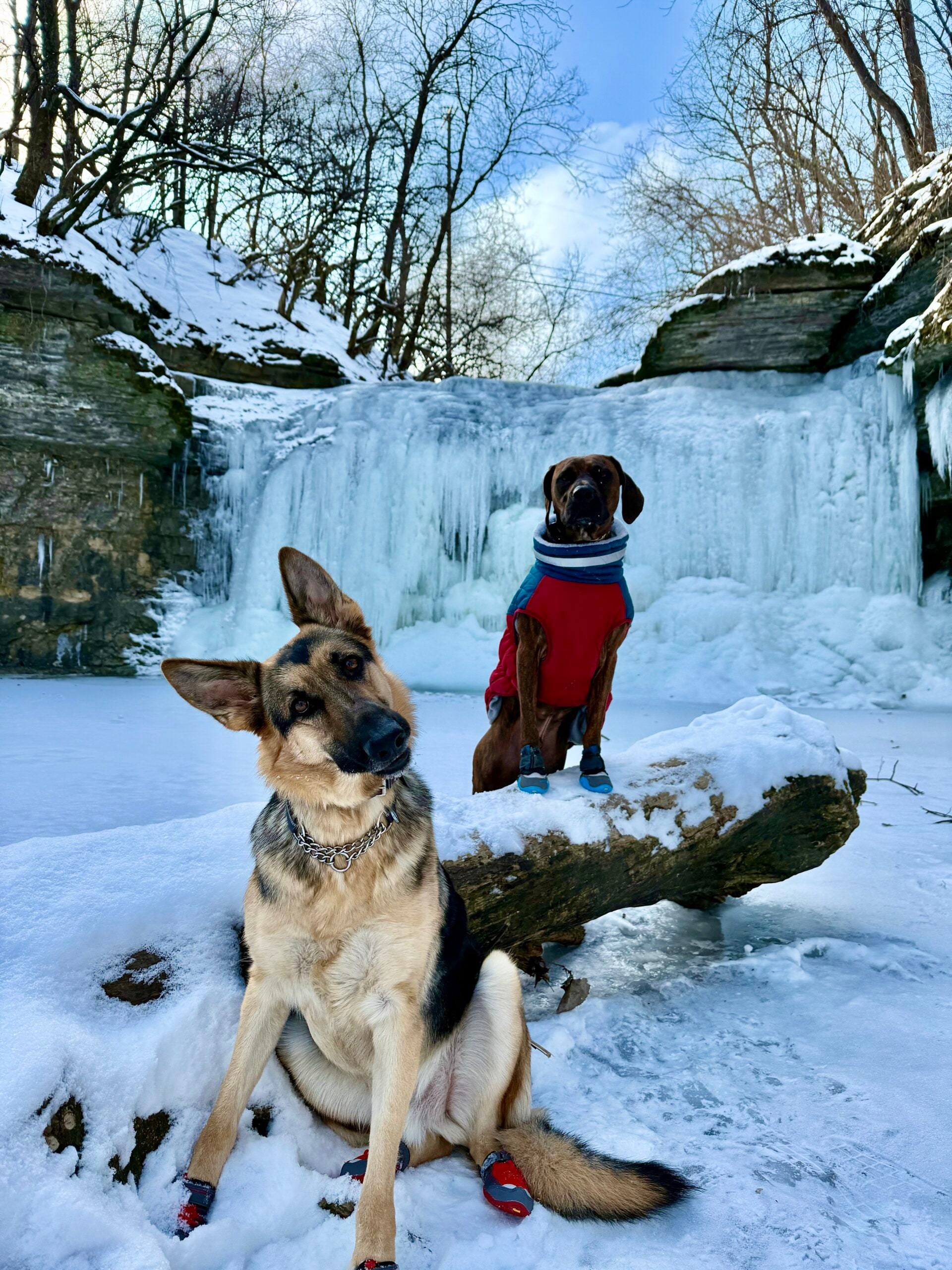 My Pup’s Friend LLC