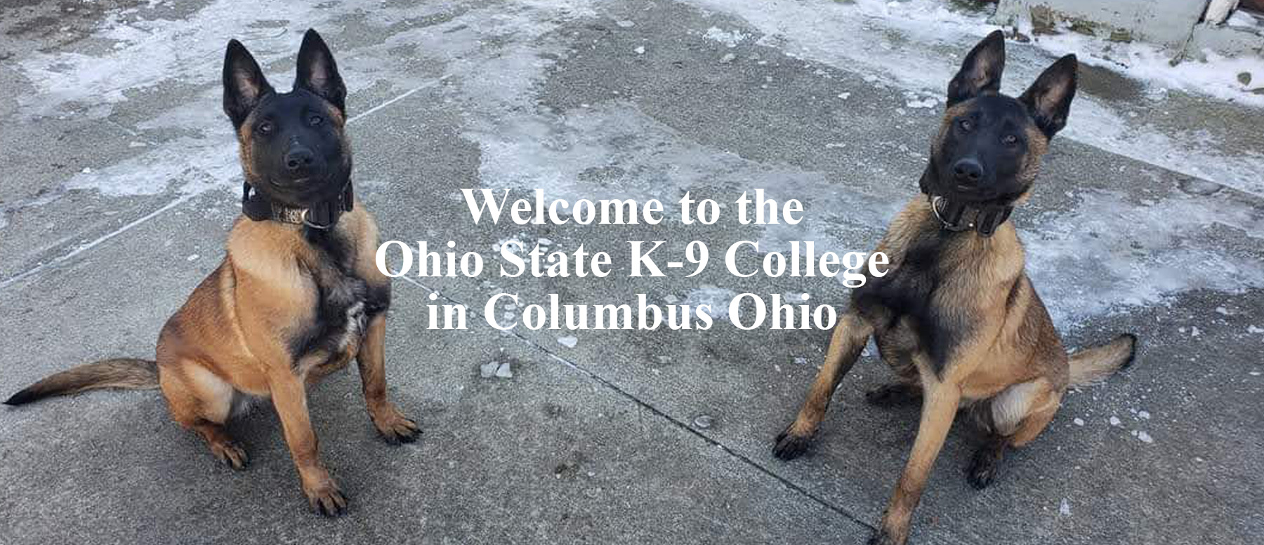 Ohio State K-9 College