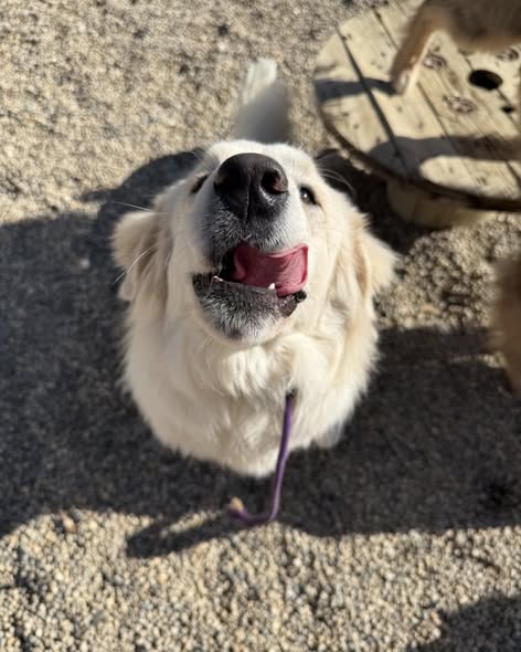Passion Four Paws