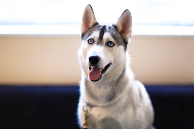 Professional Pups Dog Training LLC
