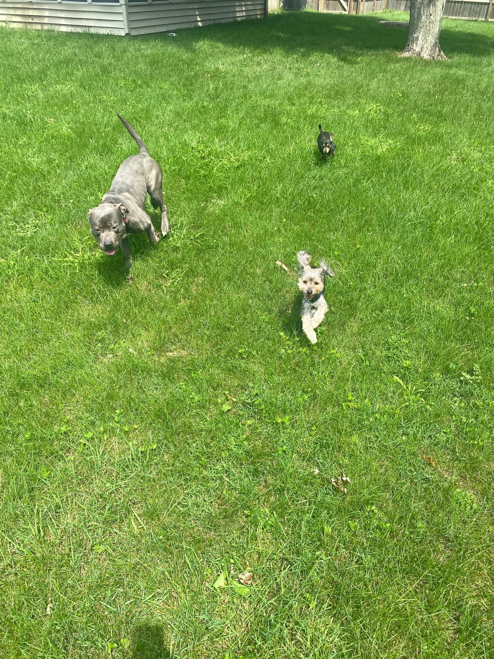 Elevate K-9 Training