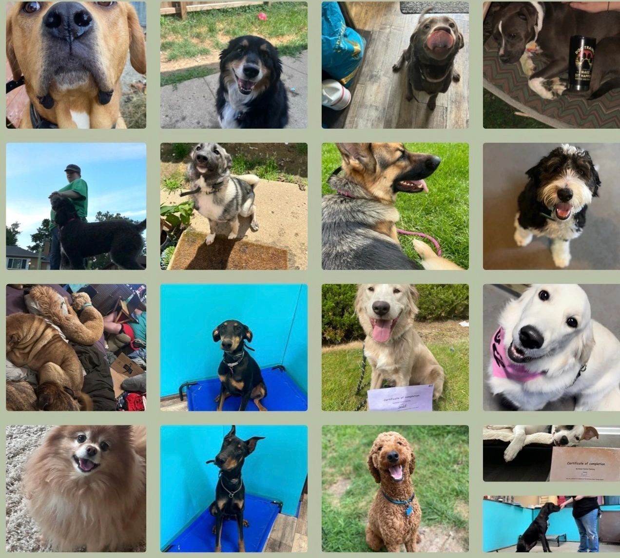 Northstar Canine Training LLC