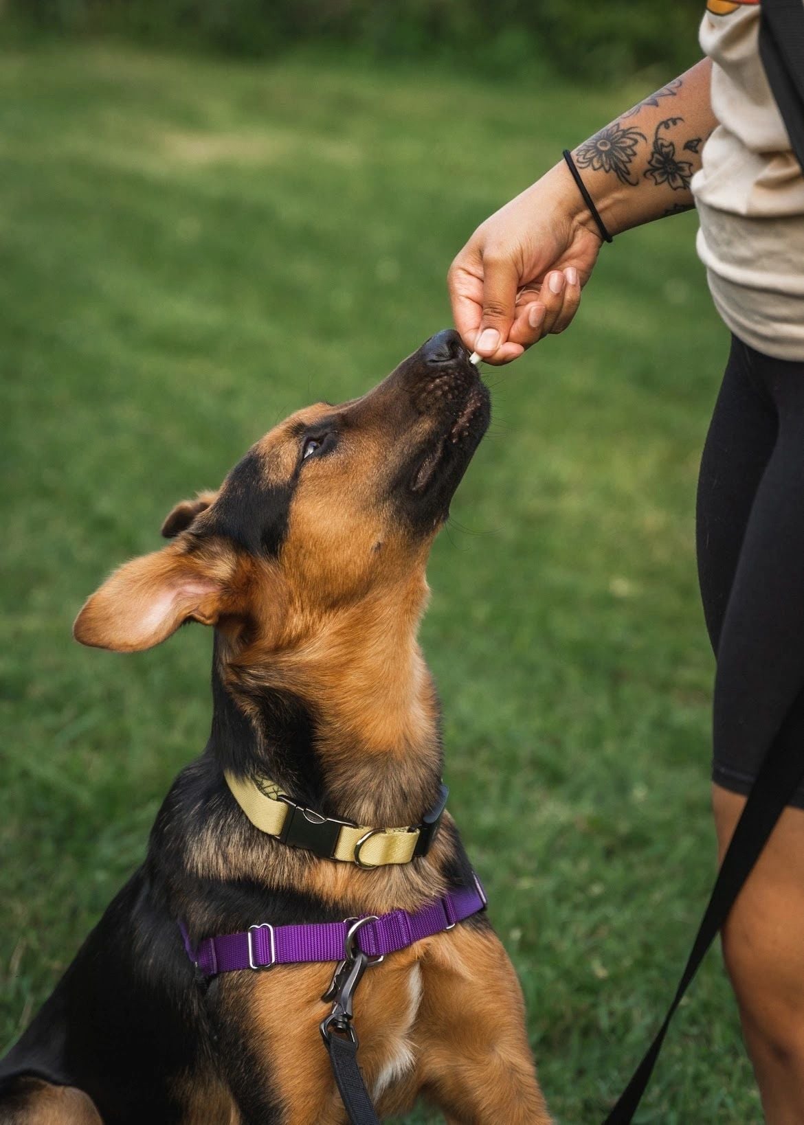 True North K9 Training LLC