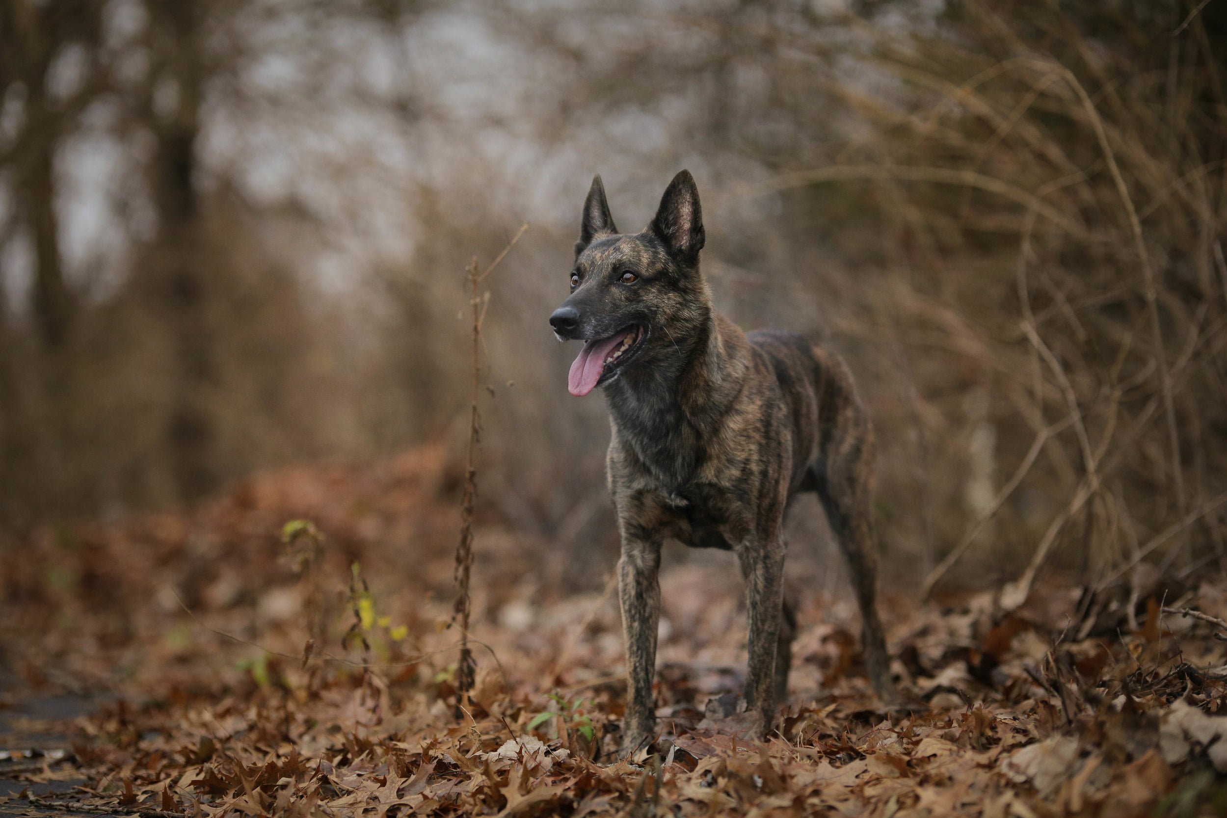 Tranquil Pax Dog Training