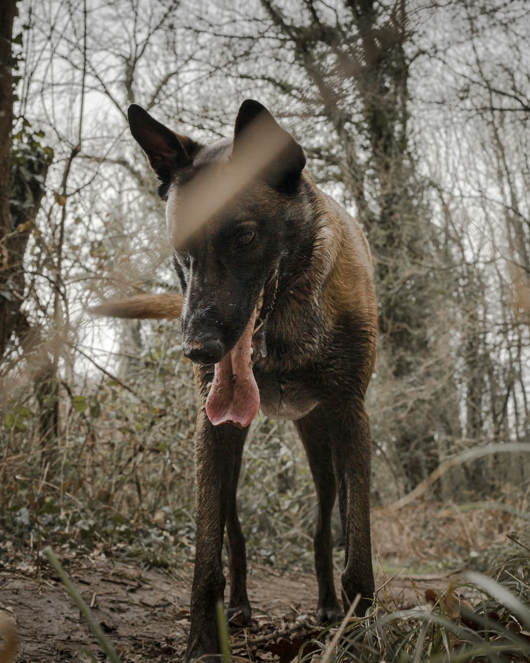 Triple Threat K-9