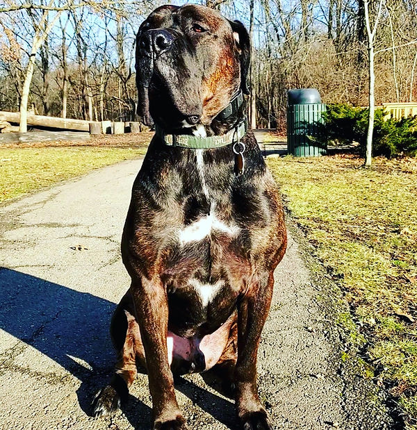 Woodside K9