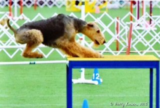 Agility & Rally For Fun Dog