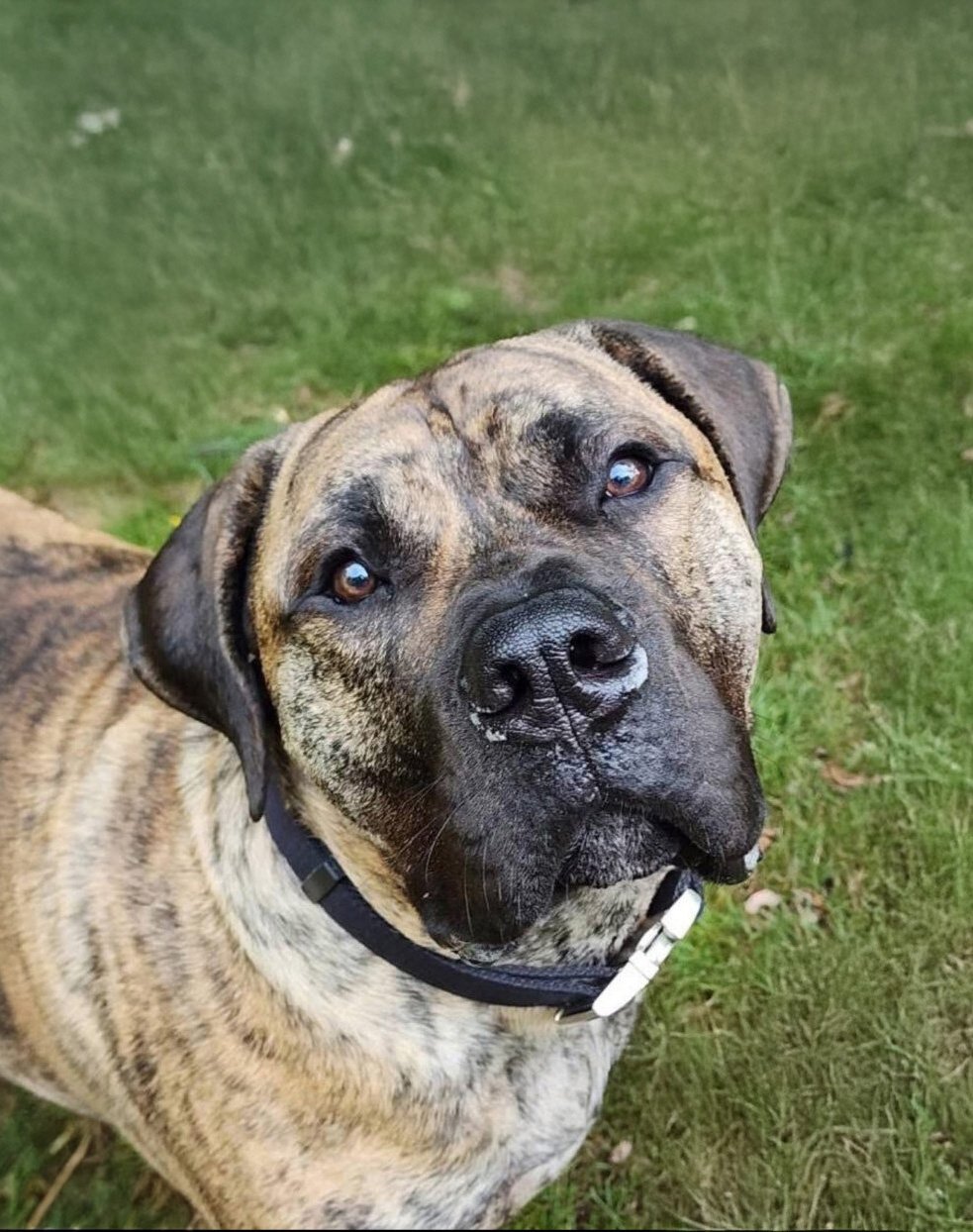 AHAS Dog Training — dog trainer in Reading, PA