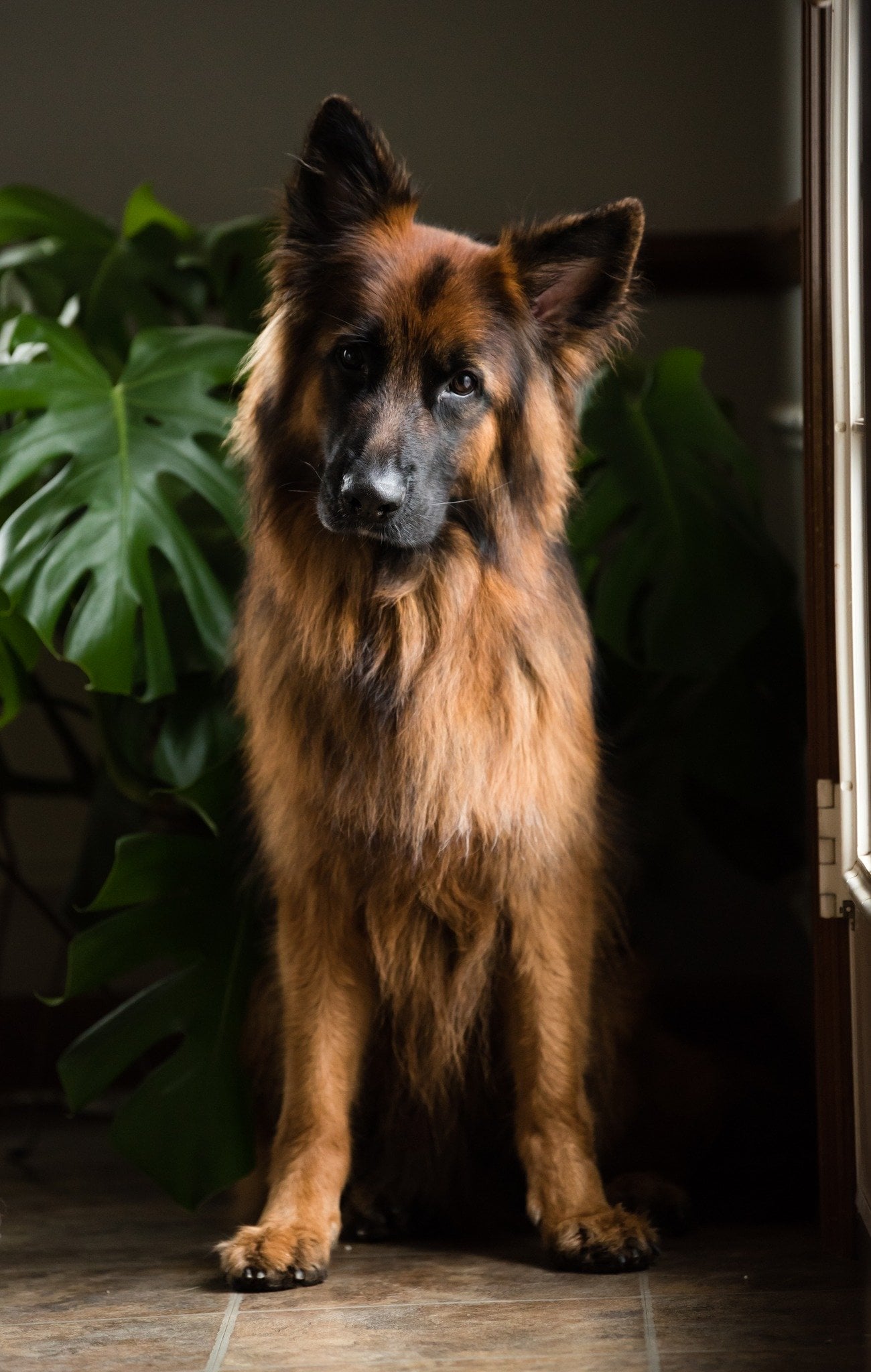 All Ears Up Dog Training LLC