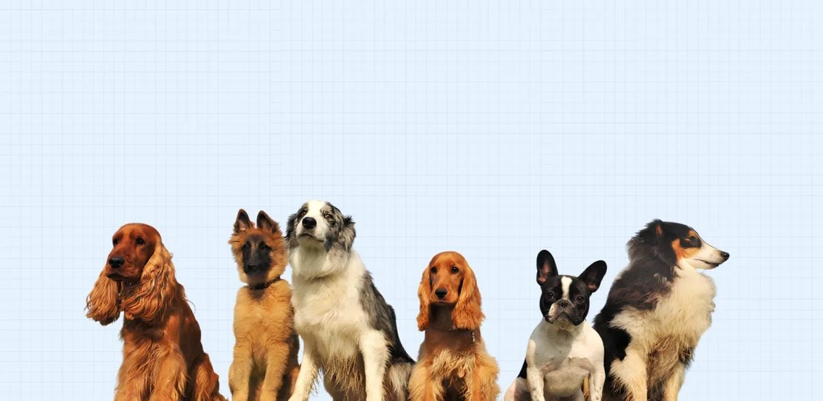 All Tails R Waggin’