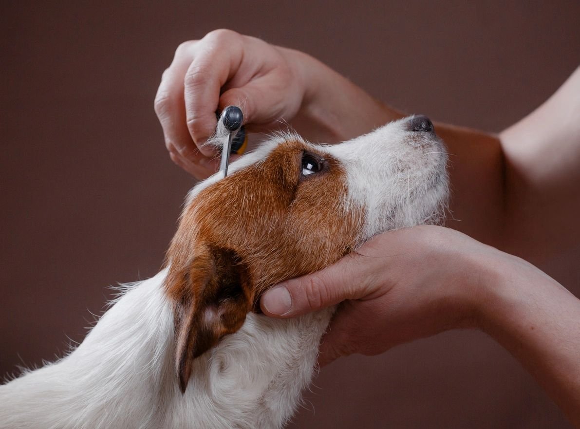 Allie’s Barking Beauties & Training LLC