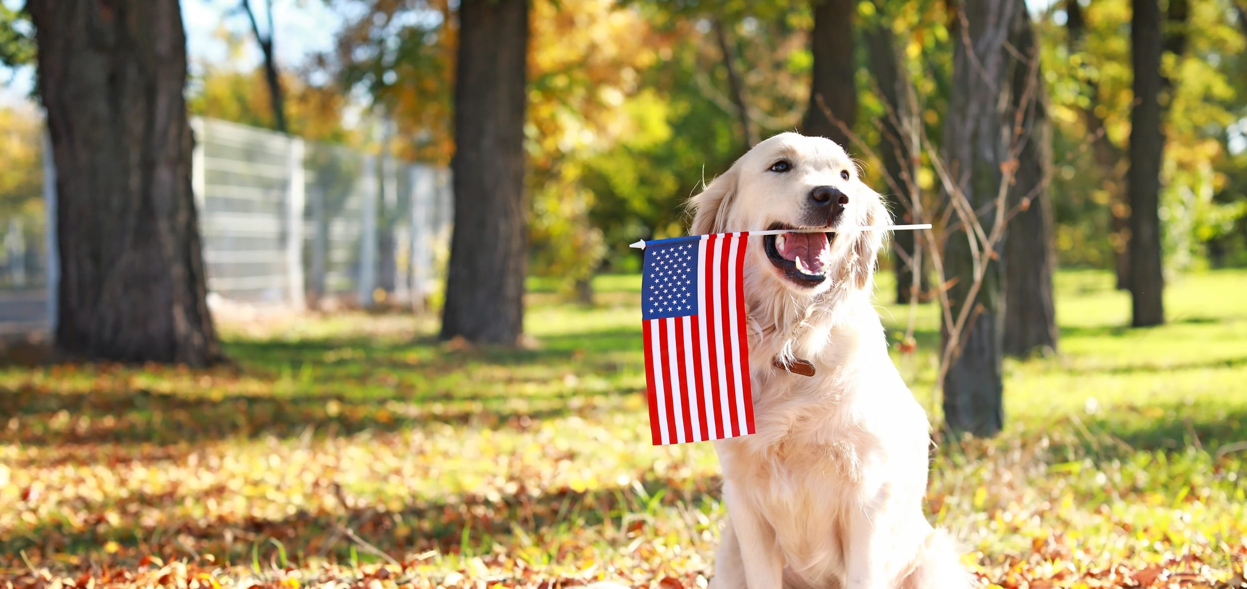 Anchors Dog Training Academy