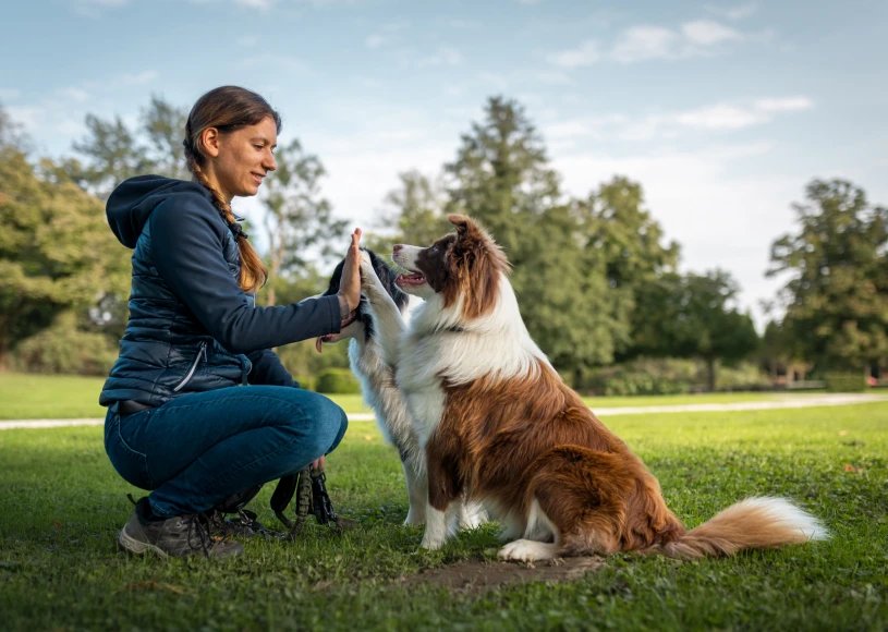 Angel Dog Training