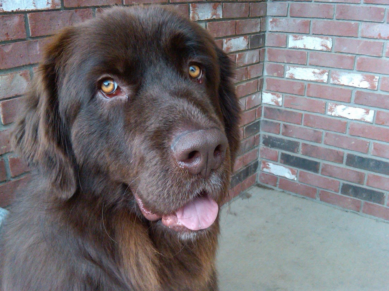Best Paws Forward Dog Training Academy