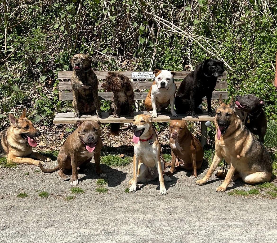 Bowser’s Dog Services