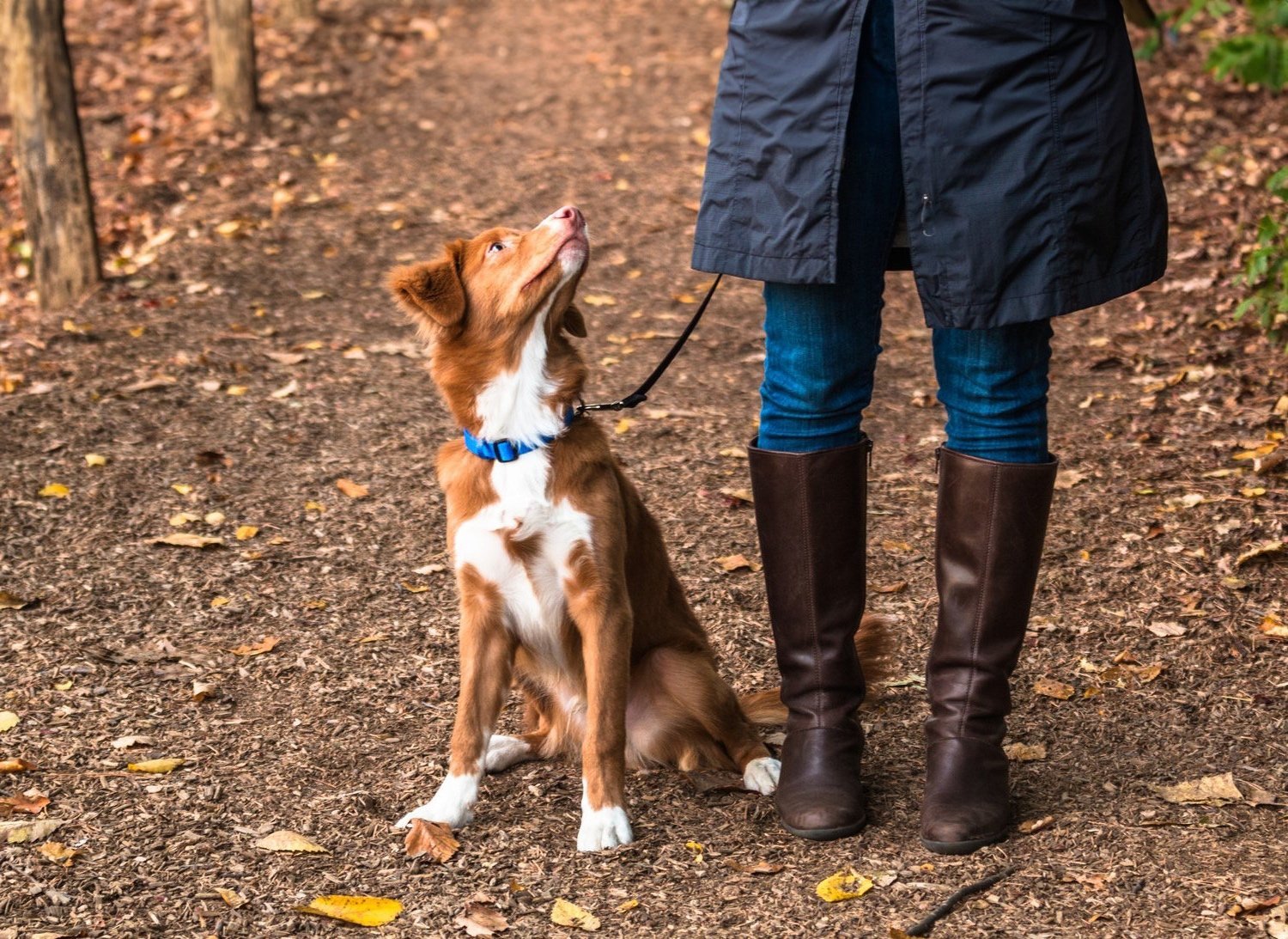 Brilliant Dog Training and Behavior