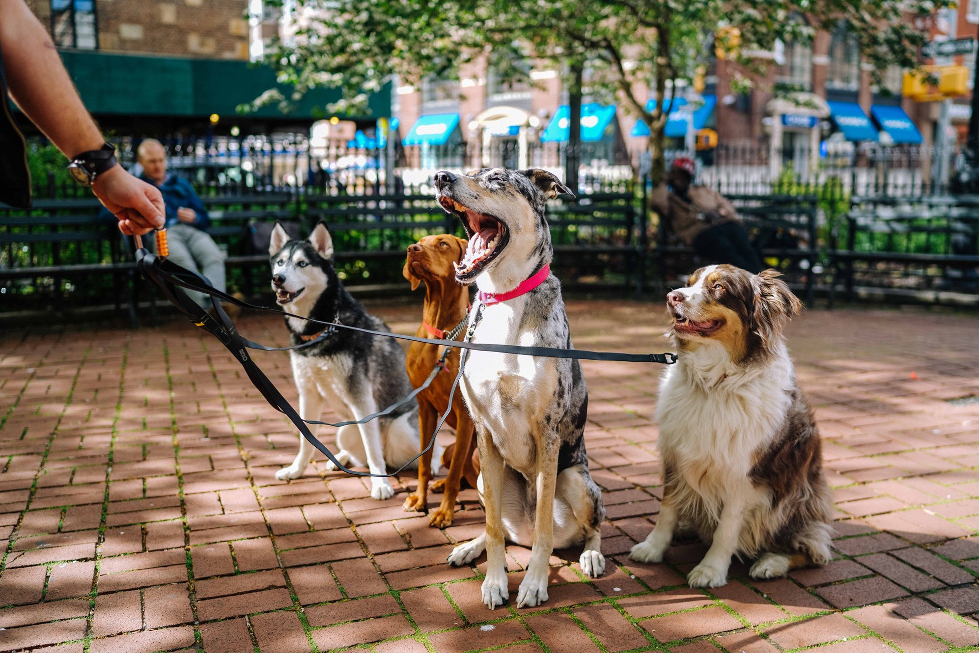 Burk’s Dog Training