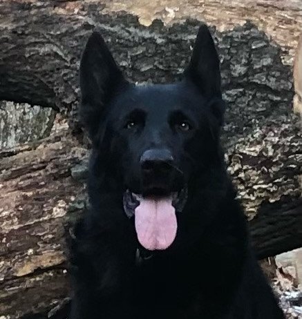 Camelot Canine