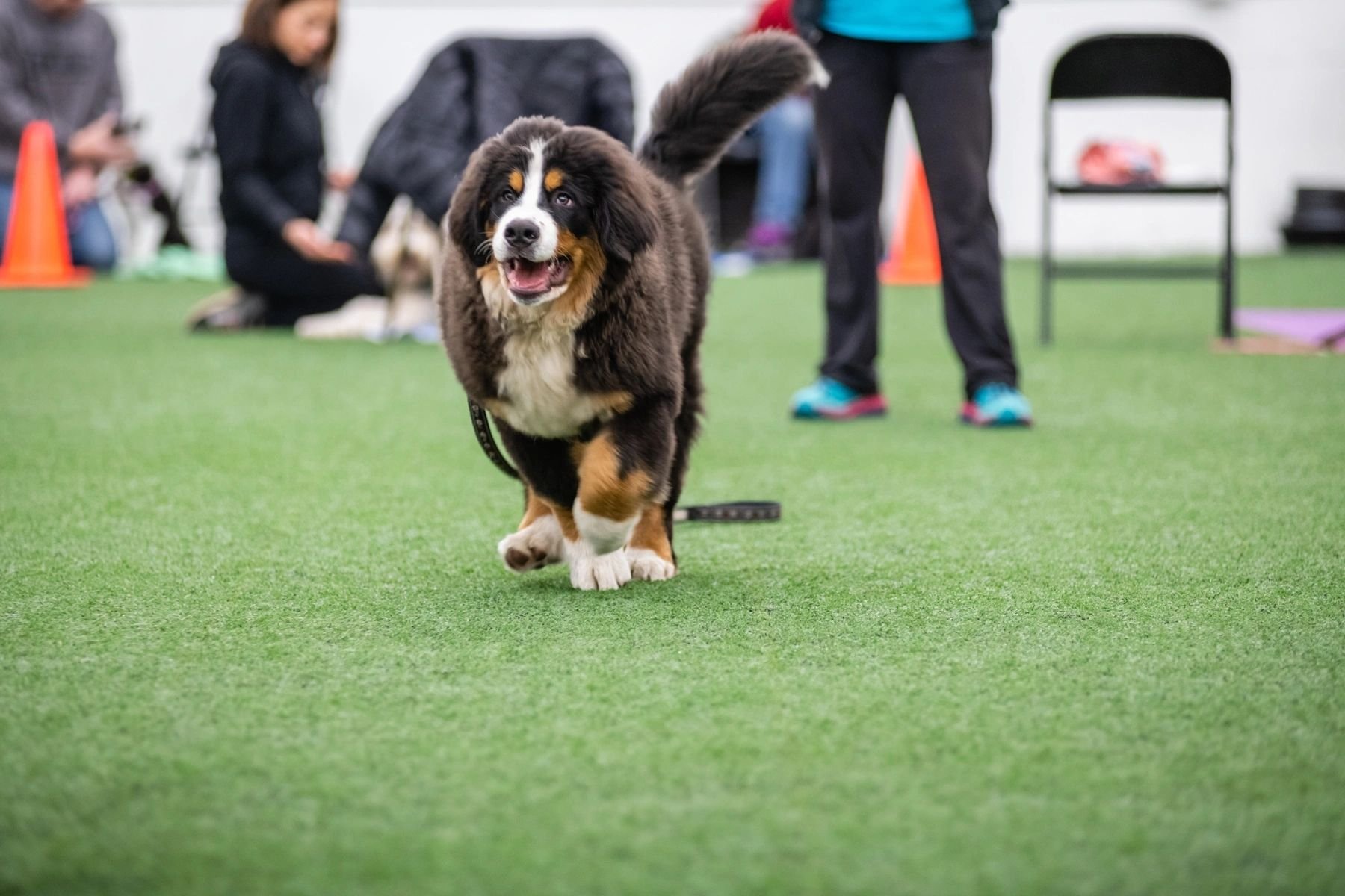 Canine Connect Dog Sports