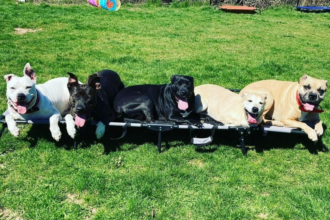 Canine Connoisseur Relationship-based Dog Training — dog trainer in Marion, OH