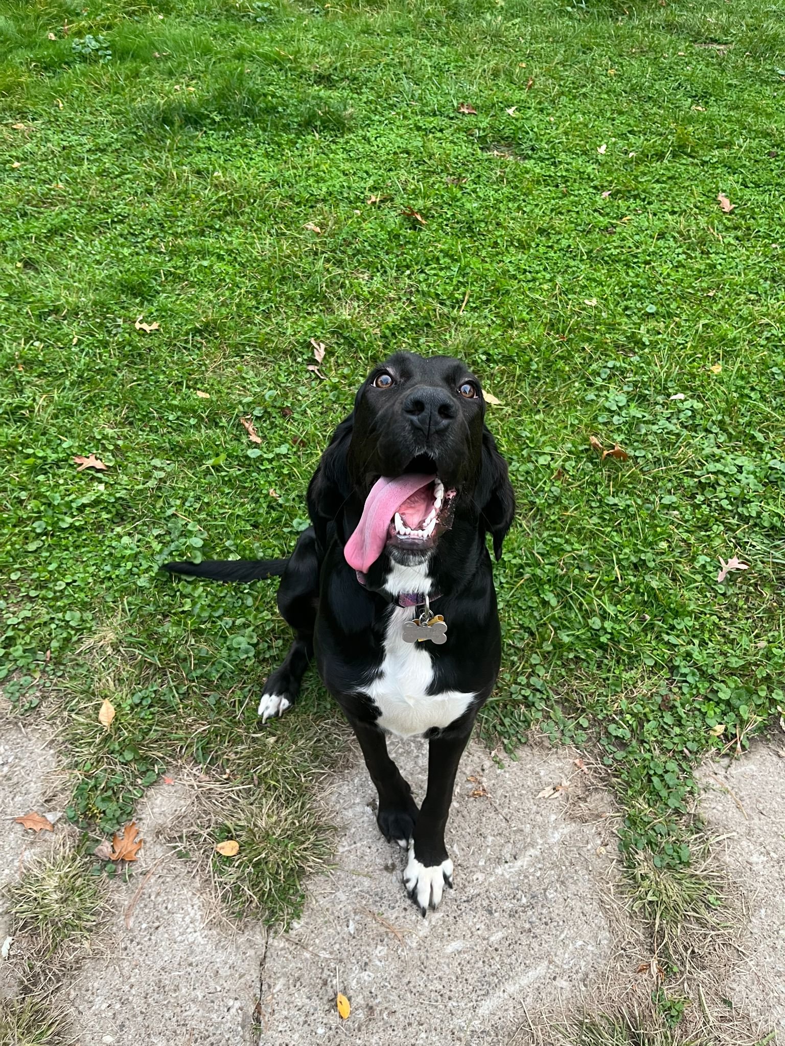 Canine Scholars 101 Dog Training