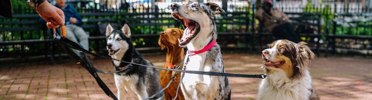 Canine Workout