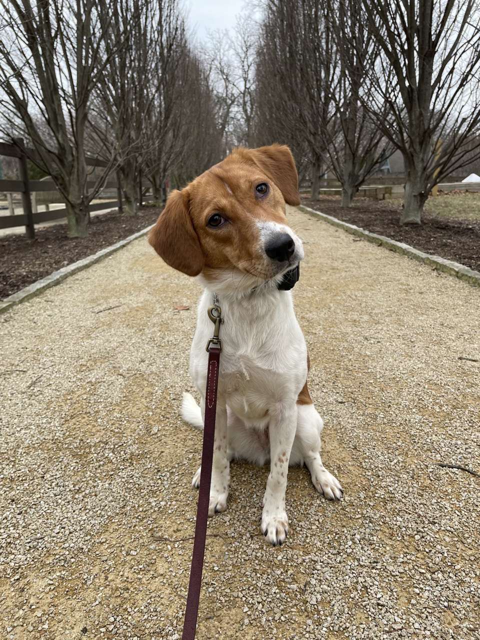 Capital Canine Dog Training