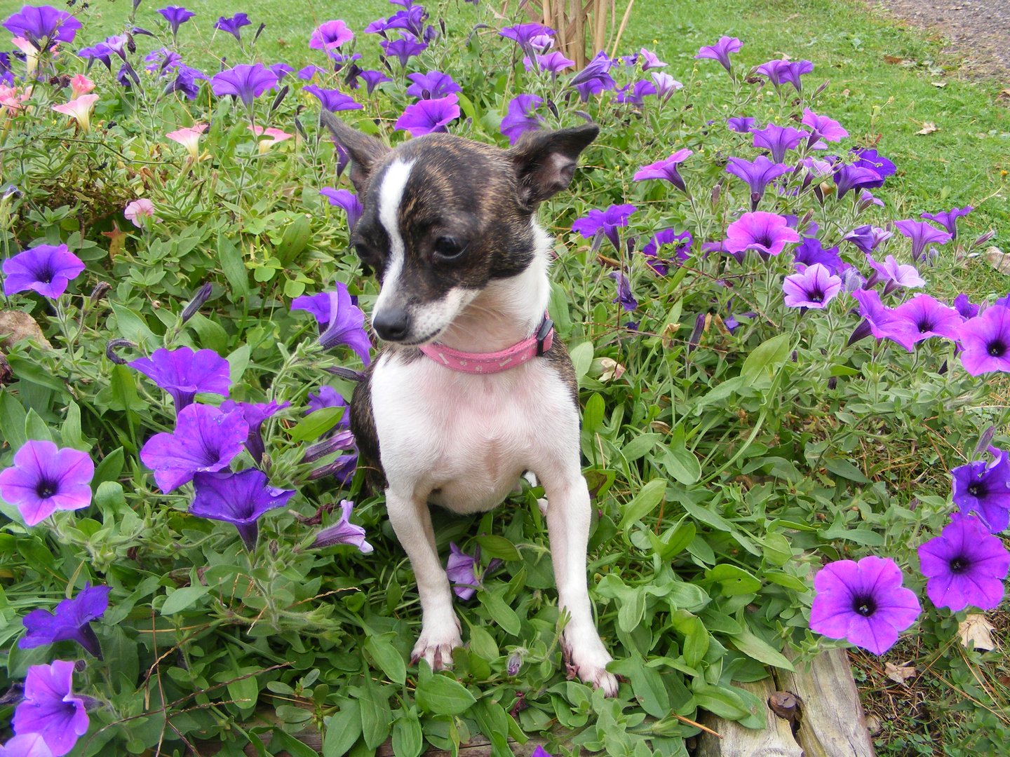 Cedar Creek Canine Center