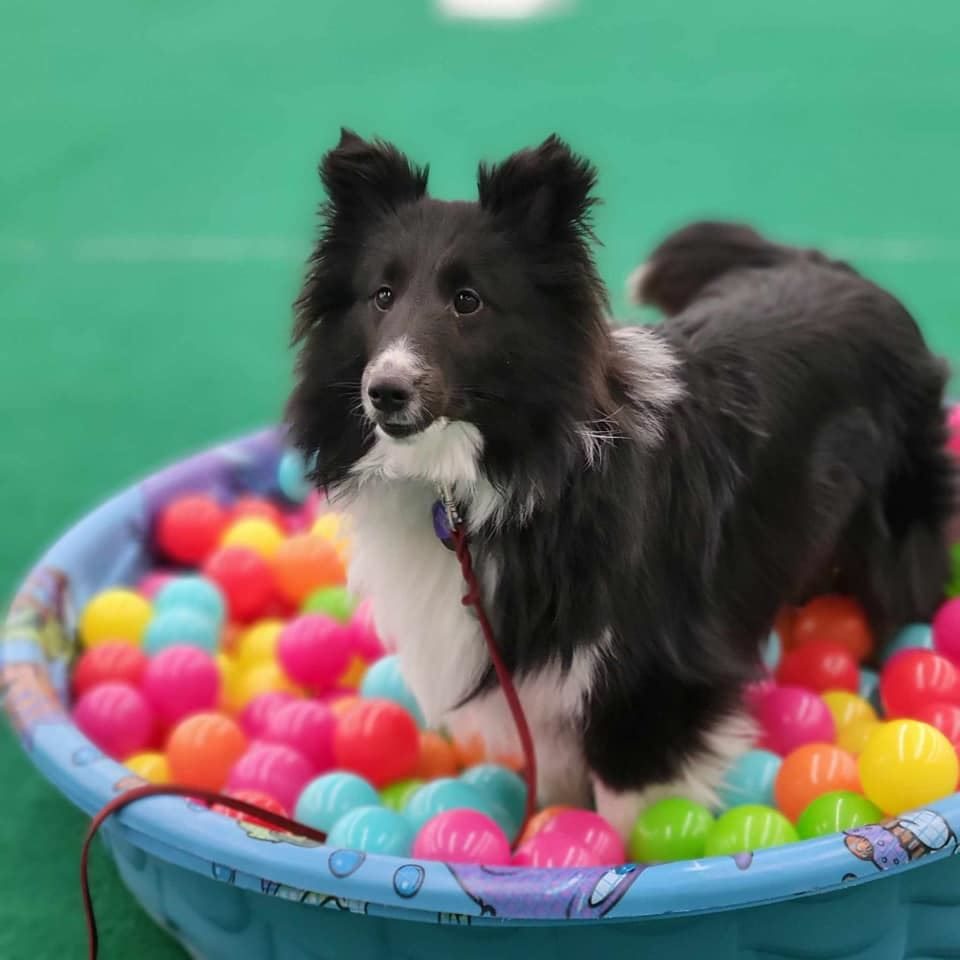 Columbus All-Breed Training