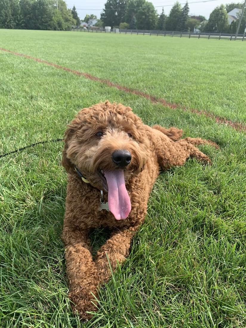 Conscious Canine Training, LLC