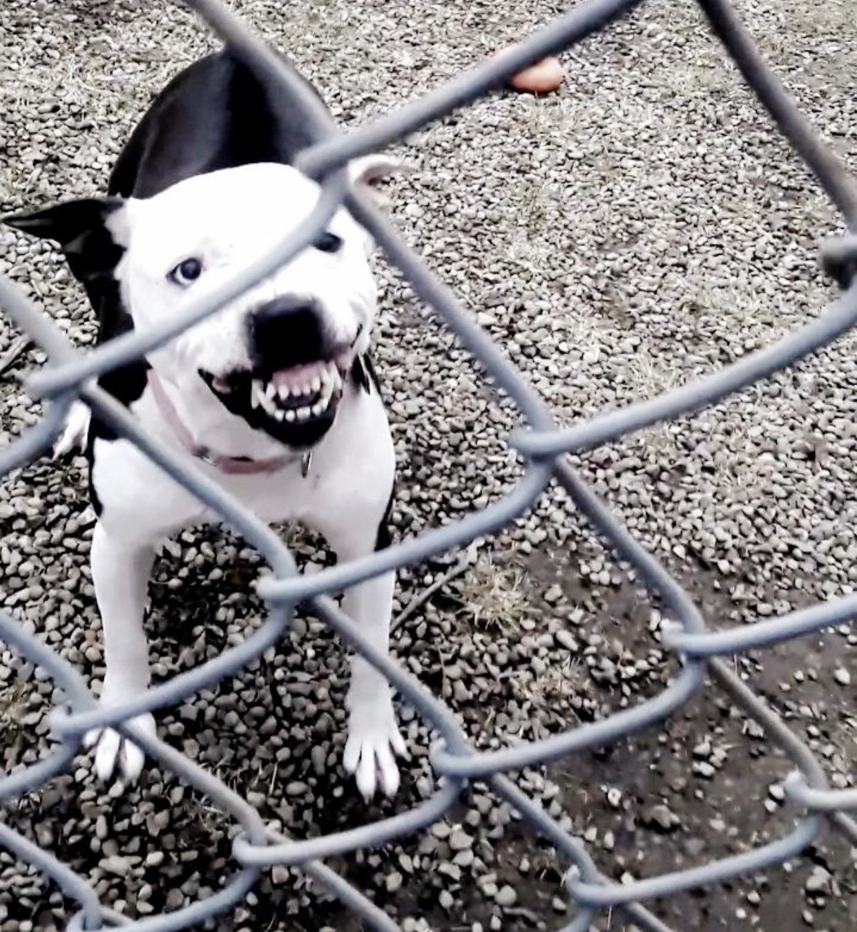 Dharma Dog Behavioral Wellness