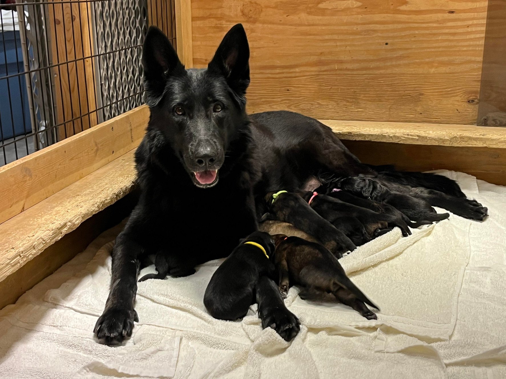 Diehl’s Police K9 Training Center, LLC
