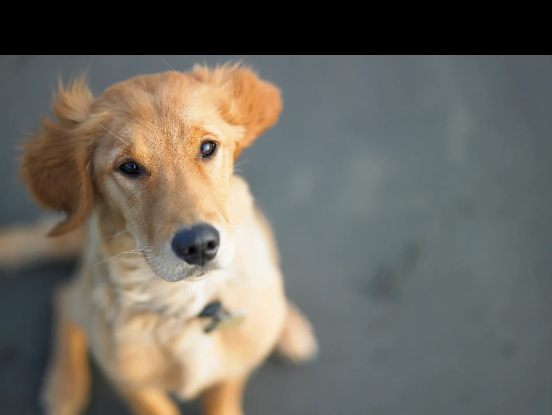 Dog Gone Smart Dog Training LLC
