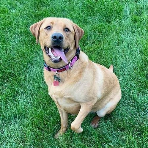 Flying Colors Canine Academy Inc.