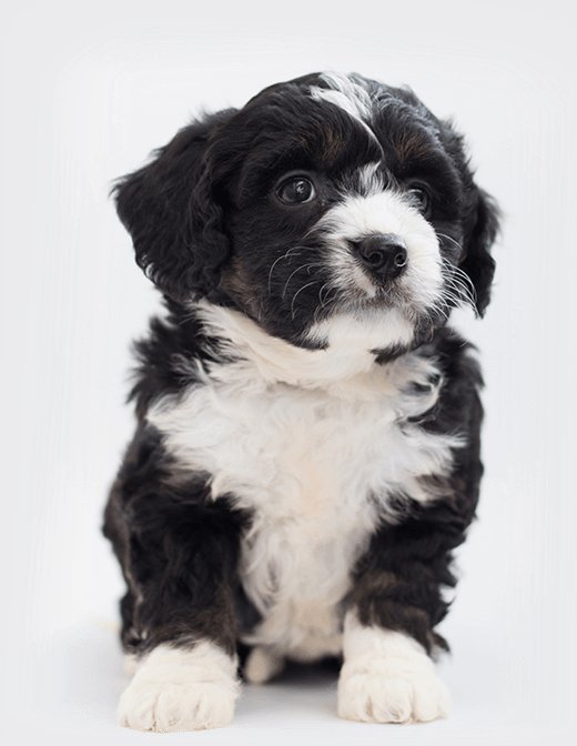 Good Dog Rising training & behavior