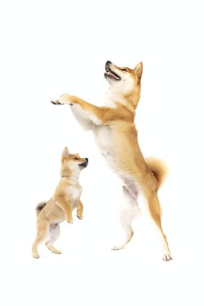 H-D Interactions Dog Training Co.