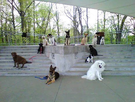 Homeland K-9 Dog Training Academy