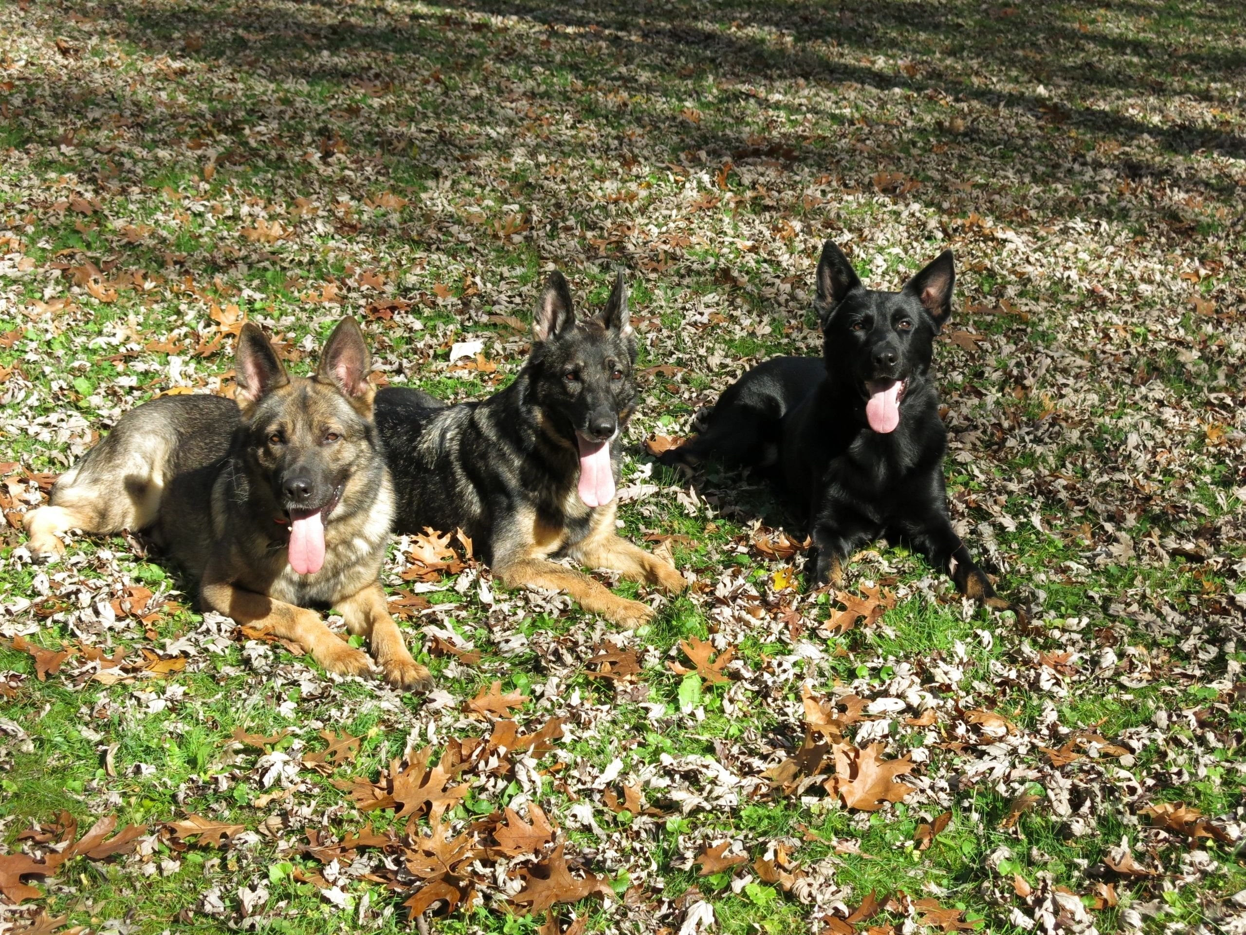 Indy K-9