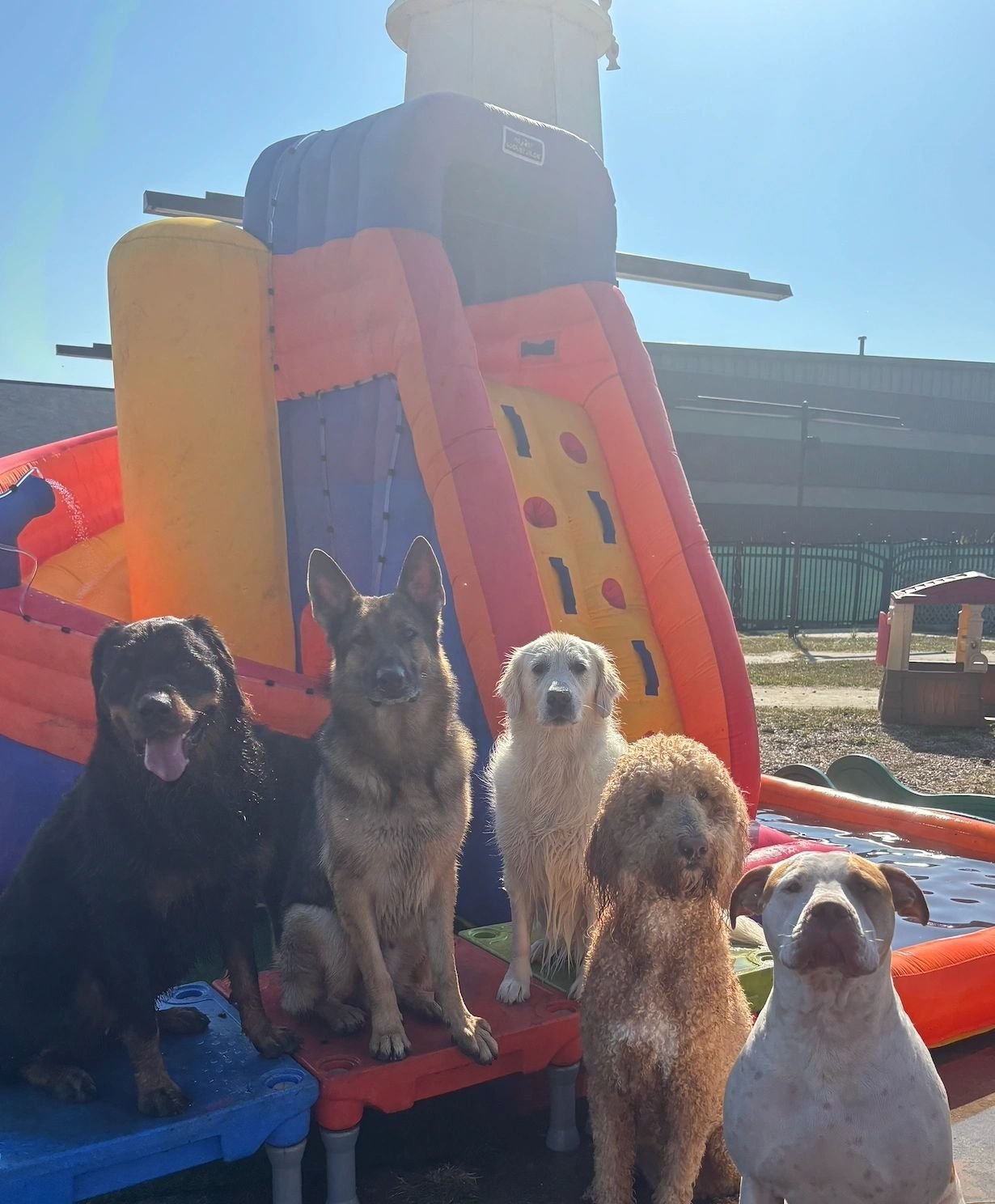 K9 Elite — dog trainer in Toledo, OH