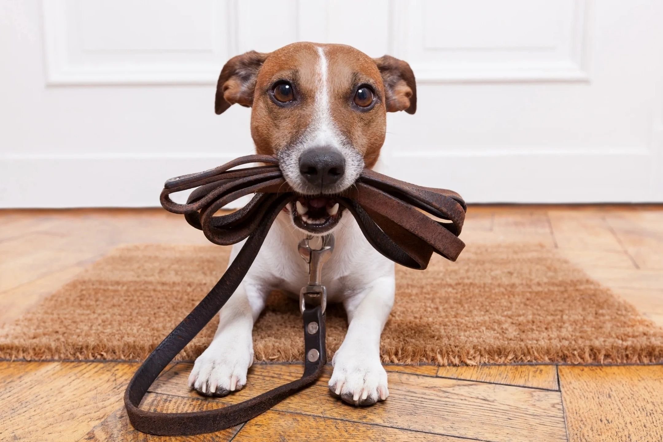 Karen Barlow’s Dog Training