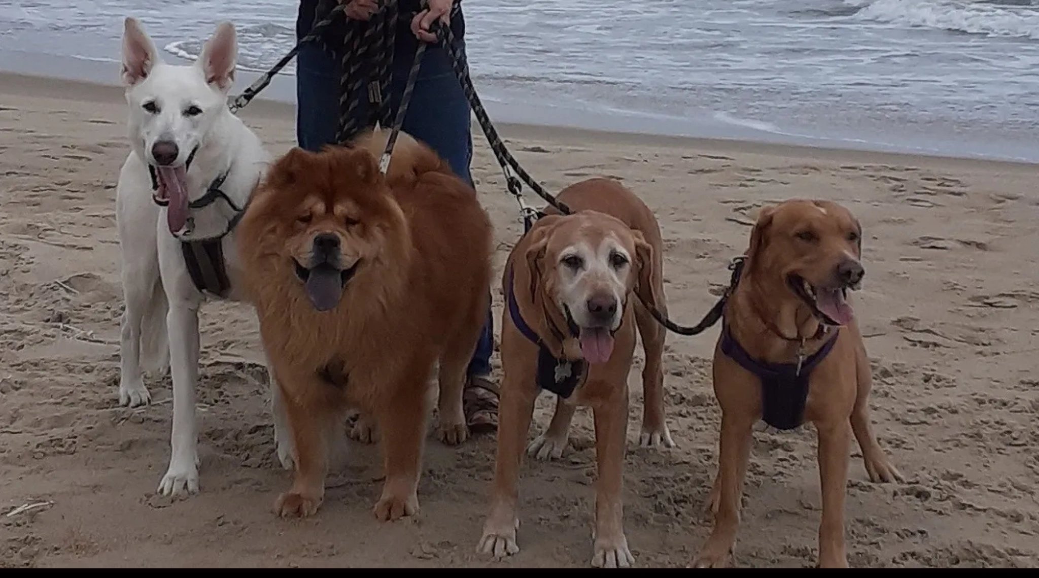 KEVIN BERMAN DOG TRAINING