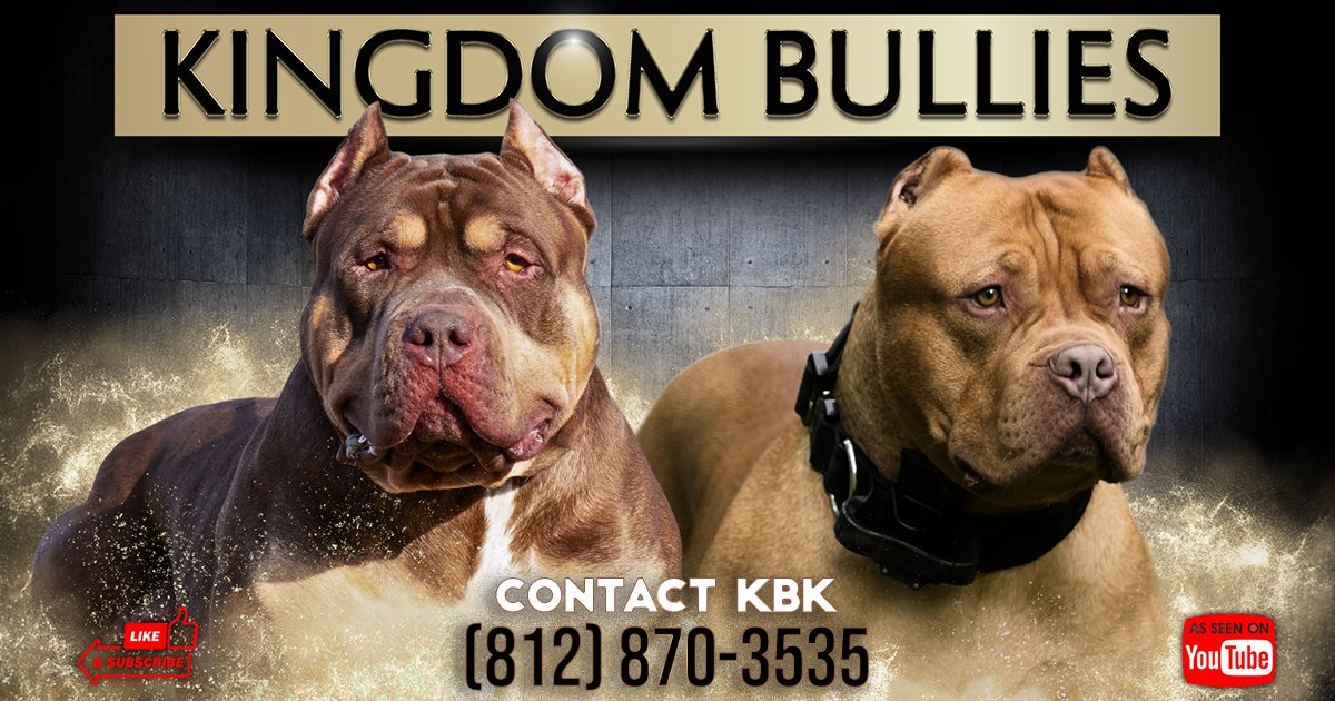 Kingdom Bully Kennels logo