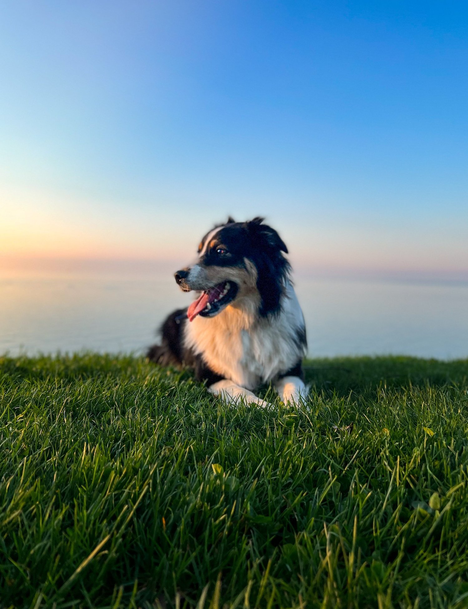 Koena K9