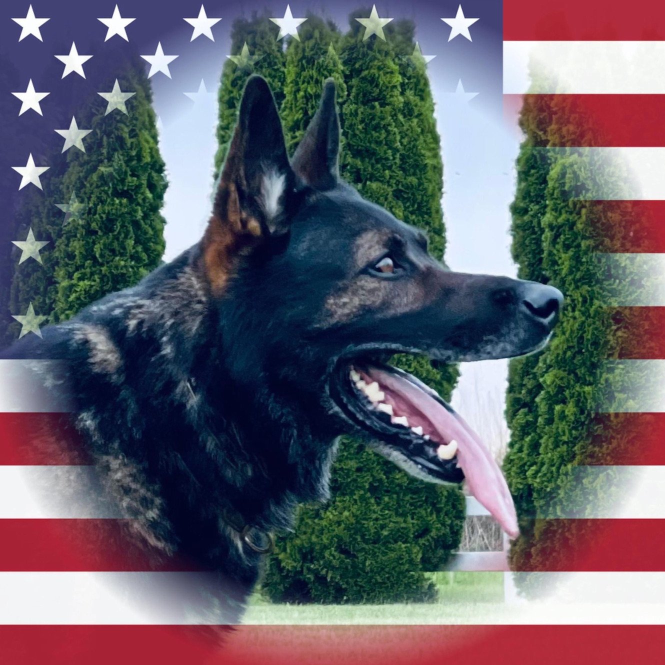 Kriegerhund K9 Services