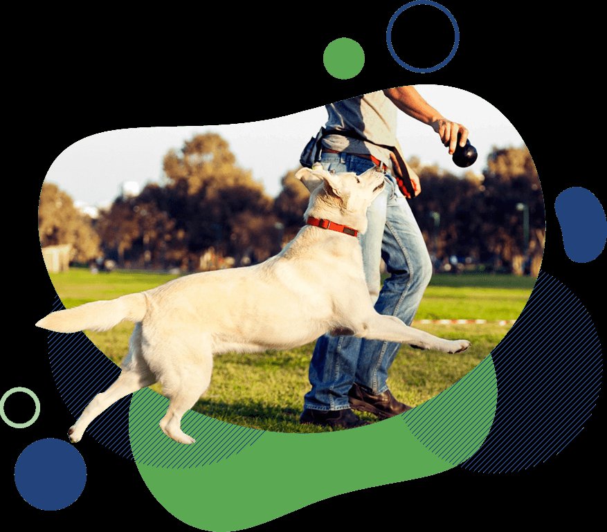 Lucky Dog Training LLC — dog trainer in Canton, OH