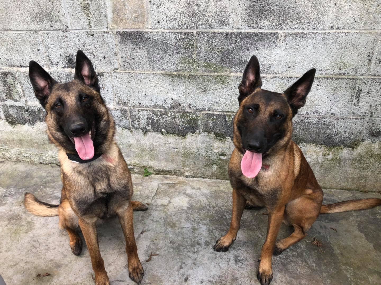 Neverland K-9 Institute