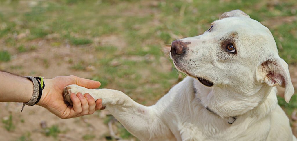 Obedience Training Class